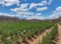 Fazendeiro é preso com plantação de 8,8 mil pés de maconha no Piauí