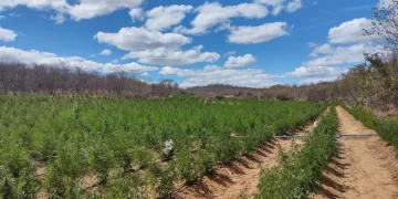 Fazendeiro é preso com plantação de 8,8 mil pés de maconha no Piauí