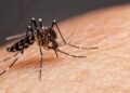 Teresina atinge a marca de 5.912 casos de dengue, diz FMS