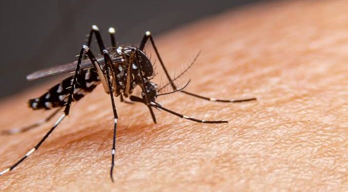 Teresina atinge a marca de 5.912 casos de dengue, diz FMS