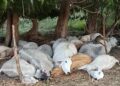 Cerca de 40 vacas morrem após tempestade com raios em duas cidades do Piauí