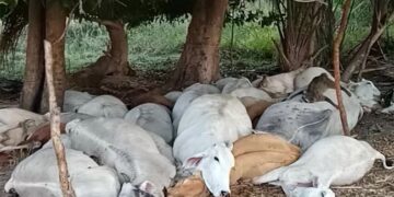 Cerca de 40 vacas morrem após tempestade com raios em duas cidades do Piauí