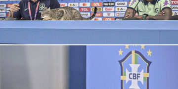 ONG pede R$ 1 milhão em ação contra CBF alegando maus-tratos a “gato da Copa”