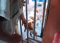 Mulher tem orelha dilacerada durante ataque de cão Pit Bull em José de Freitas