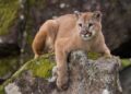 Onça que fugiu do Parque Zoobotânico morreu após ser recapturada