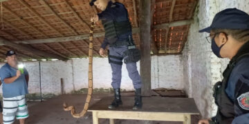 Jiboia adulta é capturada enquanto dormia em teto de clube de festa em José de Freitas