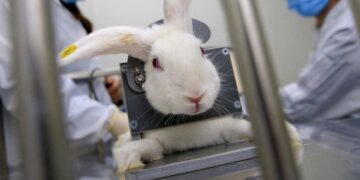 Governo proíbe uso de animais em testes de cosméticos e produtos de higiene