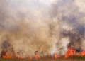 Ministério do Meio Ambiente declara estado de emergência ambiental no Piauí
