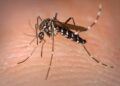 Piauí apresenta redução nos casos de Dengue e Chikngunya