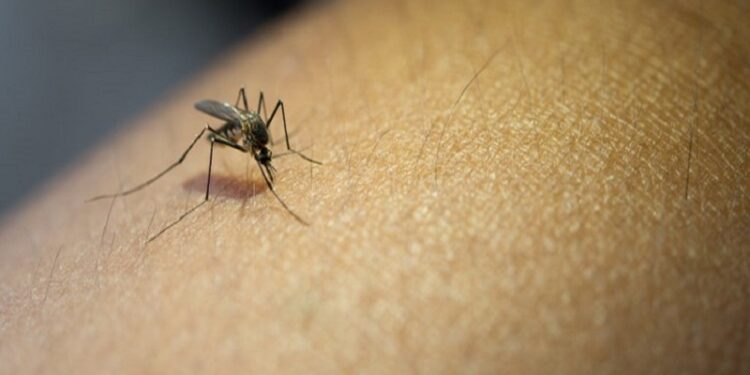 Piauí registra queda de 74% nos casos de dengue, diz Sesapi