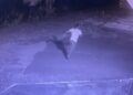 Homem é perseguido e assassinado com vários tiros em Parnaíba