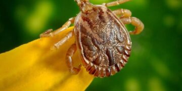 Piauí investiga dois casos suspeitos de febre maculosa