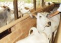 Campanha de vacinação contra febre aftosa é prorrogada no Piauí