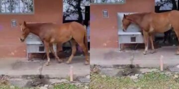 Cavalo é flagrado bebendo água em bebedouro de universidade no Piauí