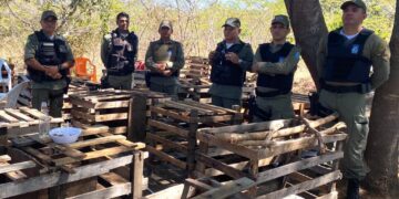 Polícia Militar desarticula campeonato de briga de galos após denúncia no interior do Piauí