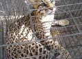 Polícia captura jaguatirica que atacou animais domésticos em José de Freitas