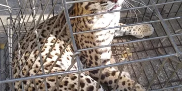 Polícia captura jaguatirica que atacou animais domésticos em José de Freitas