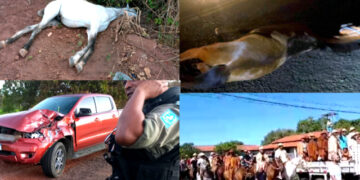 Dois cavalos morrem e três pessoas ficam feridas no dia do vaqueiro em José de Freitas