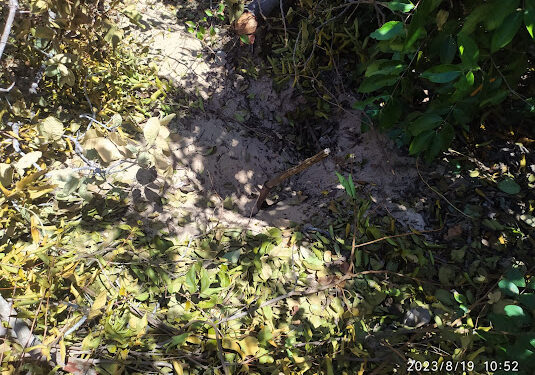 Ossada humana é encontrada no litoral do estado do Piauí