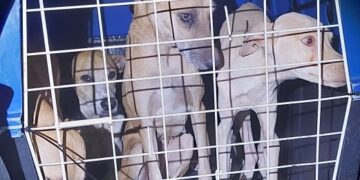 Polícia Militar resgata 9 cachorros e prende homem por maus-tratos na cidade de União