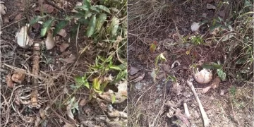 Ossada humana é encontrada na tarde desta quarta-feira em Teresina