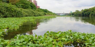 Dr. Pessoa tem 10 dias para determinar retiradas dos aguapés que tomam o rio Poti em Teresina