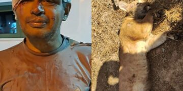 Homem fica ferido após bater moto contra onça-parda no Piauí