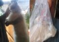 Homem é preso pela polícia suspeito de matar animais da ex e enviar fotos para ela após ser ignorado