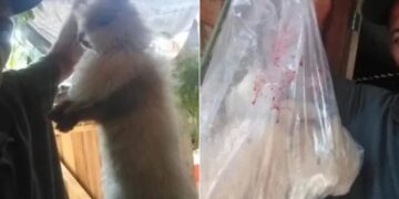 Homem é preso pela polícia suspeito de matar animais da ex e enviar fotos para ela após ser ignorado