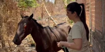 Thanandra Sarapatinhas resgata cavalo que foi queimado vivo em União
