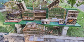 Polícia ambiental resgata 43 aves que eram mantidas em gaiolas na cidade de José de Freitas