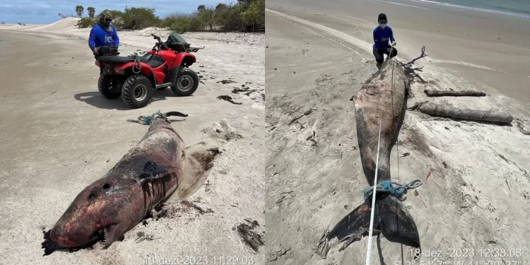 Golfinho morto é encontrado na praia da Carnaubinha, em Luís Correia