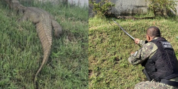 Jacaré de mais de 1 metro é capturado nas proximidades de condomínio em Teresina