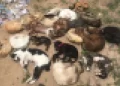 20 animais são encontrados mortos dentro de sacolas em lixo de Parnaíba