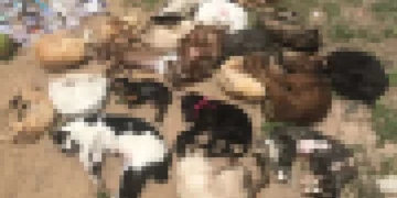 20 animais são encontrados mortos dentro de sacolas em lixo de Parnaíba