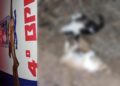 Jovem é preso acusado de matar gatos a tiros de espingarda no Sudeste do Piauí