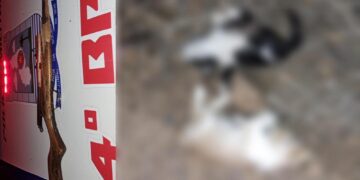 Jovem é preso acusado de matar gatos a tiros de espingarda no Sudeste do Piauí