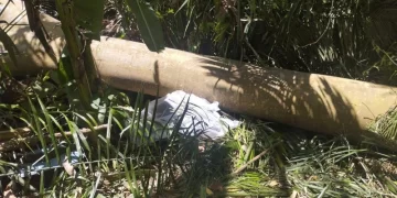 Homem morre após ser atingido por árvore que ele cortava em município do Piauí