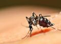 Mulher morre vítima de dengue hemorrágica em Bom Jesus
