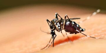 Mulher morre vítima de dengue hemorrágica em Bom Jesus