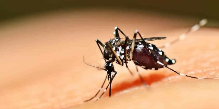 Mulher morre vítima de dengue hemorrágica em Bom Jesus