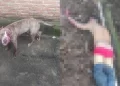 Bandido fica gravemente ferido após ser atacado por pitbull durante assalto