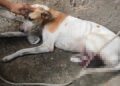 Idoso é preso após desferir golpe de facão contra cachorro na zona Rural de Teresina