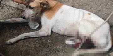 Idoso é preso após desferir golpe de facão contra cachorro na zona Rural de Teresina