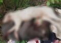 Acusado de matar cachorros da raça Pitbull a facadas é preso no Piauí