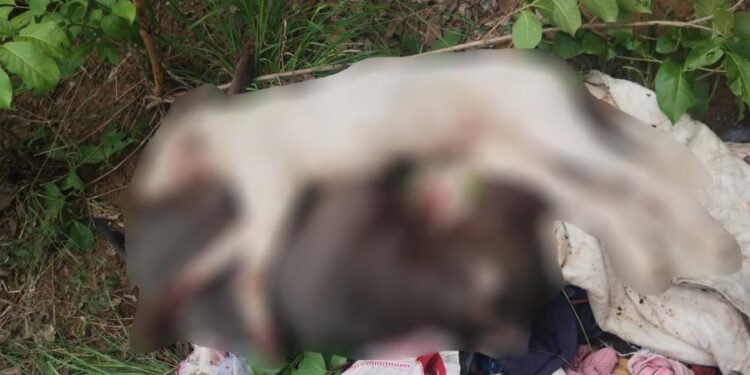 Acusado de matar cachorros da raça Pitbull a facadas é preso no Piauí