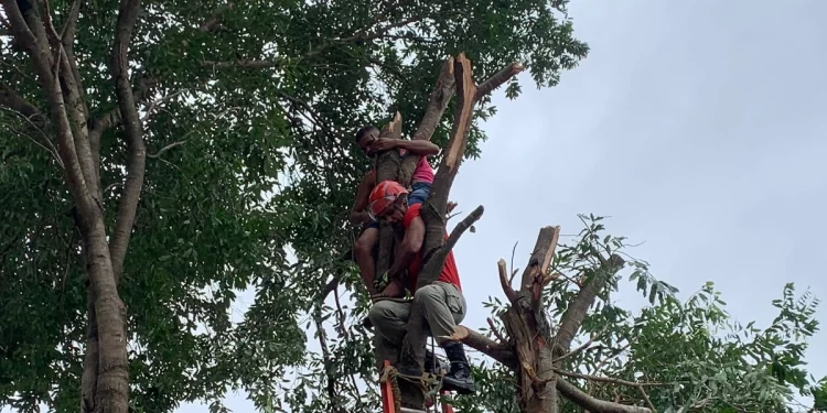Jovem sofre descarga elétrica e fica preso em árvore durante trabalho em Piripiri