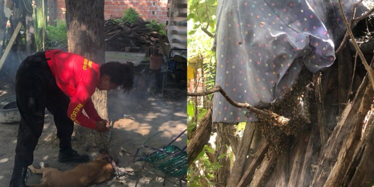 Cachorros morrem após ataque de abelhas no interior do Piauí