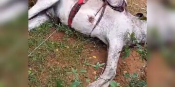 Homem e jumento morrem eletrocutados no Piauí após animal pisar em fio que estava no chão