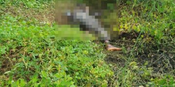 Corpo em avançado estado de decomposição é encontrado em área de mata no litoral do Piauí